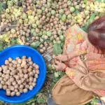 کٹھوعہ کے بنی پہاڑی علاقوں میں اخروٹ اتارنے کا سیزن جوبن پر ، وزیرِ اعظم کی ’من کی بات‘ سے متاثر ہوکر کسانوں کا حوصلہ بلند