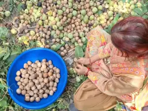 کٹھوعہ کے بنی پہاڑی علاقوں میں اخروٹ اتارنے کا سیزن جوبن پر ، وزیرِ اعظم کی ’من کی بات‘ سے متاثر ہوکر کسانوں کا حوصلہ بلند