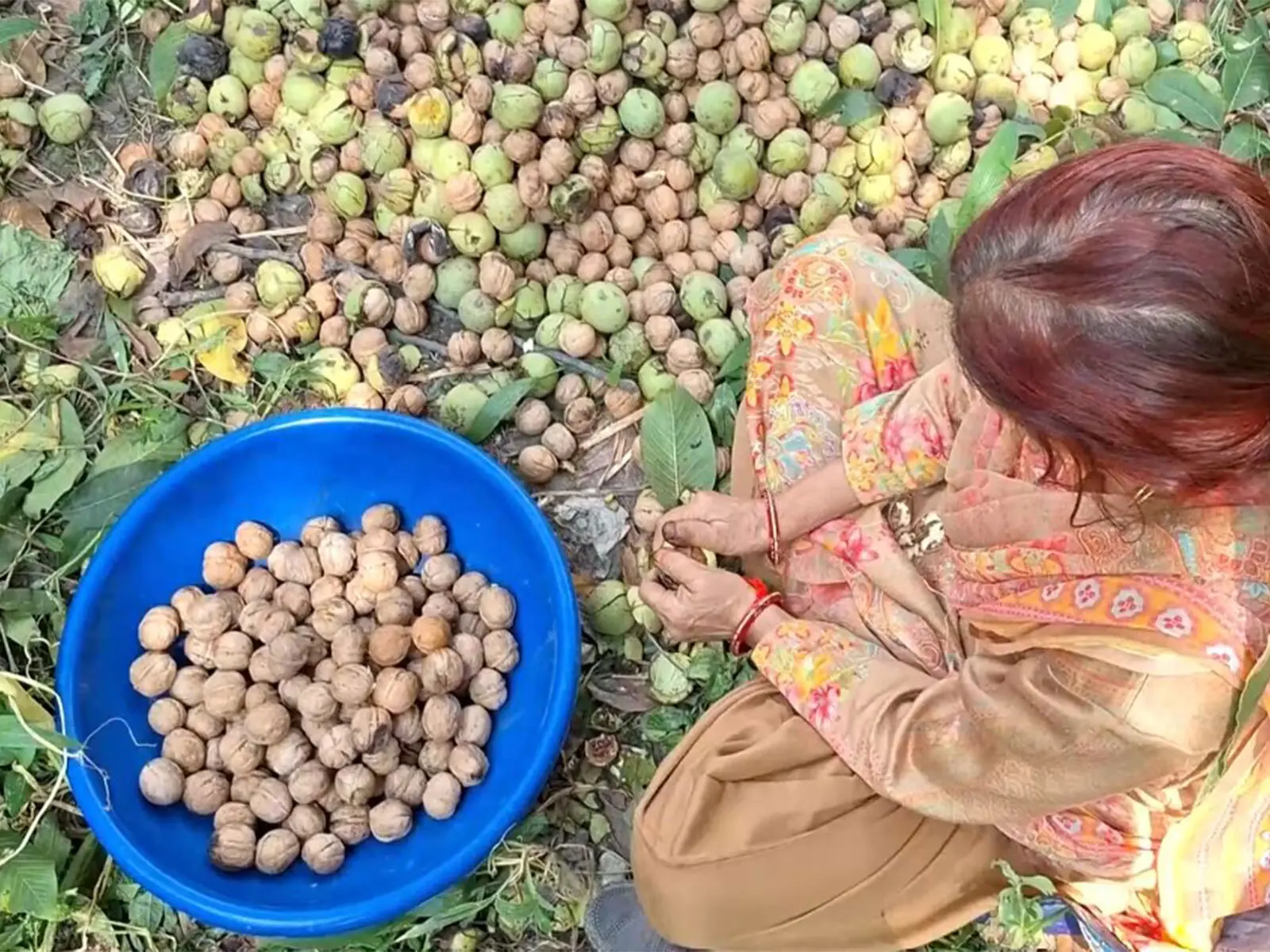 کٹھوعہ کے بنی پہاڑی علاقوں میں اخروٹ اتارنے کا سیزن جوبن پر ، وزیرِ اعظم کی ’من کی بات‘ سے متاثر ہوکر کسانوں کا حوصلہ بلند
