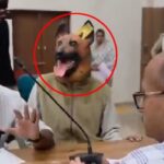 آوارہ کتوں سے پریشان شہری کا انوکھا احتجاج، ویڈیو وائرل