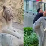 لاہور کے چڑیا گھر میں ٹک ٹاکر نے ’شیر‘ کے پنجرے میں چھلانگ لگادی