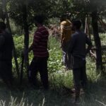ترال میں ریچھ کا حملہ، خاتون زخمی، اسپتال منتقل
