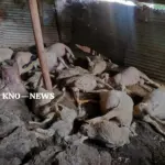 چاڈورہ میں تیندوے کا مویشیوں پر حملہ، 16 بھیڑیں ہلاک، 17 زخمی