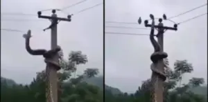 کبوتروں کا شکار مہنگا پڑ گیا: دیوقامت سانپ کرنٹ لگنے سے ہلاک، خوفناک ویڈیو وائرل