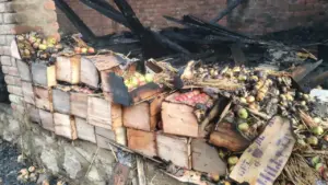 سوپور میں سیبوں سے بھرا شیڈ جل کر راکھ ، باغ مالک کی سال بھر کی محنت پر پانی پھر گیا