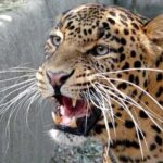کولگام میں تیندوے کے حملے میں7سالہ بچی زخمی