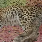 مدھیہ پردیش: چیتے کو گولی مارے جانے کی تفتیش کے لیے ایس ٹی ایف تشکیل